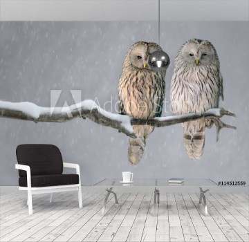Bild på Pair of Ural owls sitting on branch Strix uralensis